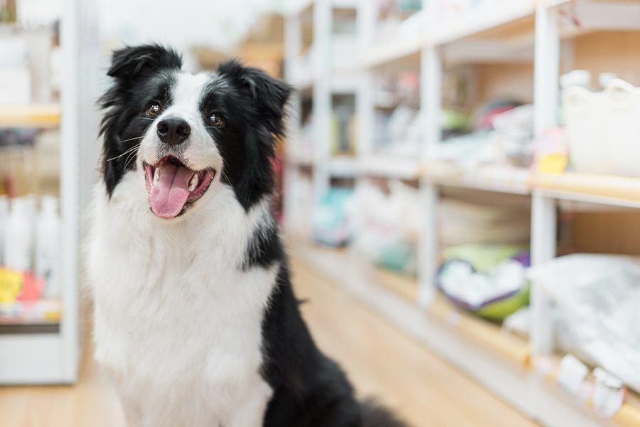 Pet Business Insurance - Happy Dog in Pet Store with Dog Food Blurred in the Background